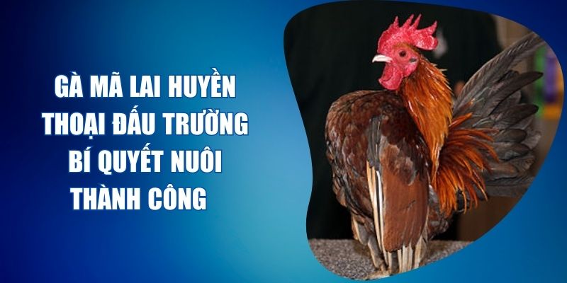 gà mã lai
